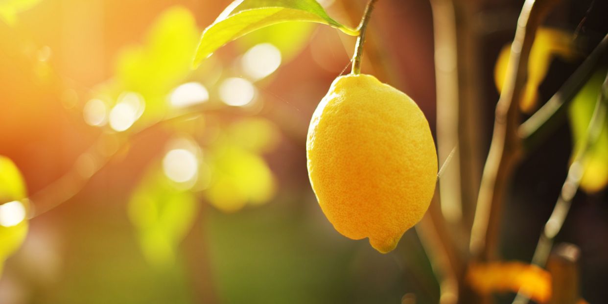 They reveal how citrus aromas regulate mood
